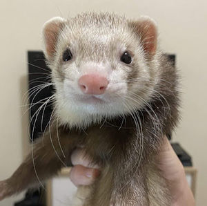 Meet your Posher, Diego